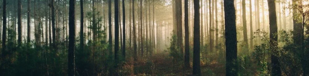 mežizstrāde . illustratīvs attēls